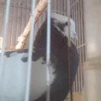 جفت طوقی رو تخم ..معاوضه با قناری .عروس