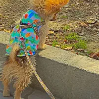 فروش پامرین روباهی ناناز