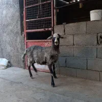 بره رومانف