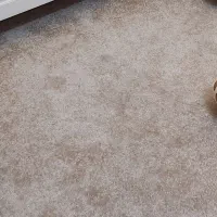 یک عدد پالاز موکت