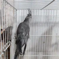 عروس هلندی جوجه ماده