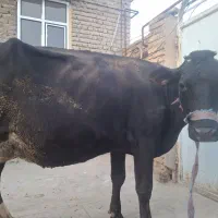 گاو سیمنتال سیاه