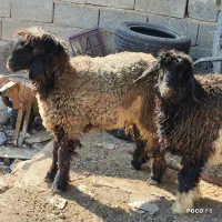 ۲ راس بره ماده داشتی بهمن بیگی|حیوانات مزرعه|شیراز, شاپورجان|دیوار