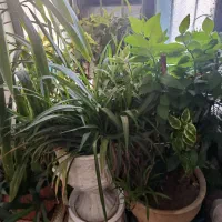 فروش گلهای زینتی|گل و گیاه طبیعی|یاسوج, |دیوار