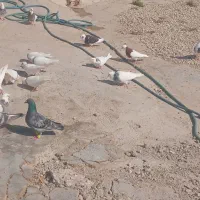 طوقی