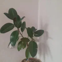 گل گوش فیل با‌گلدان