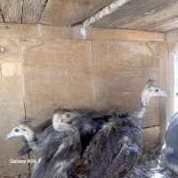 جوجه‌طاووس‌مرغ‌کوهی‌اردک‌پنگوینی‌واسراییلی|حیوانات مزرعه|قم, نخودی|دیوار