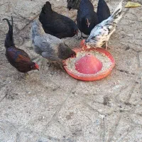 خروس|حیوانات مزرعه|ساوه, |دیوار