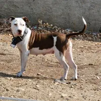 سگ پیتبول ماده|سگ|شوشتر, |دیوار