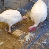 فروش یک جفت بوقلمون مولد نژاد بیوتی|حیوانات مزرعه|شیراز, شهرک والفجر|دیوار