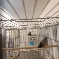 فنج شارکول ایمو پاستیلی اروپایی بنگالی و مصری|پرنده|صدرا-فارس, فاز ۱|دیوار