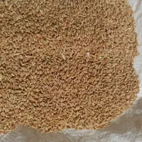 فروش گندم|خوردنی و آشامیدنی|شیراز, اکبر آباد|دیوار