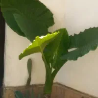 بابا آدم جاینت|گل و گیاه طبیعی|تنکابن, |دیوار