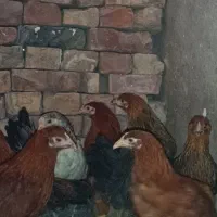 مرغ گلپایگانی