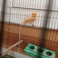 چند تا قناری نر مست دهن زن|پرنده|بوشهر, |دیوار