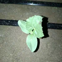 بذر خیار ام تی ۱۱۰