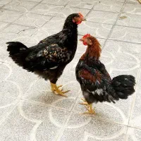 مرغ وخروس محلی