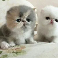 گربه|گربه|کرمانشاه, |دیوار