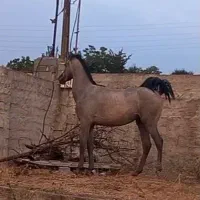کره اسب نریان سن ۱ سا ل و نیم نژاد عرب دره شور