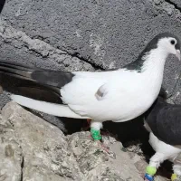 کفتر|پرنده|رضویه, |دیوار