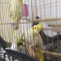 یک جفت عروس هلندی یک ساله سالم و سرحال سخنگو