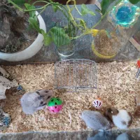 همستر نژاد دار و سور