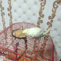 عروس|پرنده|سنگدوین, |دیوار