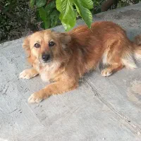 واگذاری سگ پاکوتاه پایمردی روباهی