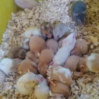 همستر سوری|موش و خرگوش|تهران, شهرک چیتگر|دیوار