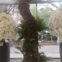 سانسوریا قول پیکر ،فیکوس آفریقایی ،بن سای ،|گل و گیاه طبیعی|قم, باجک دو|دیوار