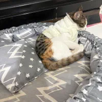 واگذاری رایگان با فرم تعهد