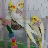عروس هلندی