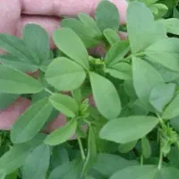 یونجه خشک بیده