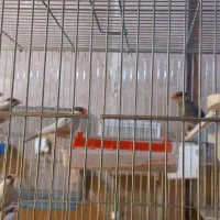 فروش فنچ تعدادی نرمال(بلبلی)|پرنده|خمینی‌شهر, |دیوار