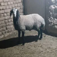 بره نر شالی