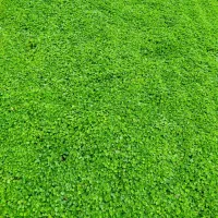 چمن طبیعی دایکوندرا