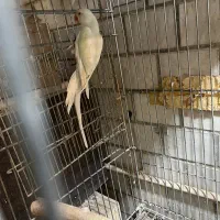 طوطی ملنگو ماده رینبو