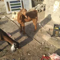 نریگ|حیوانات مزرعه|جاسک, |دیوار