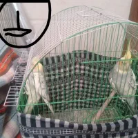 عروس