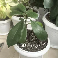 گلهای طبیعی