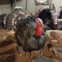 مرغ وخروس محلی وبوقلمون نروماده