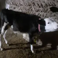 گوساله سیمنتال نر