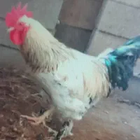 خروس پا پری|حیوانات مزرعه|لاهیجان, لیالستان|دیوار