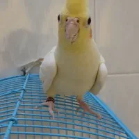 عروس هلندی ماده