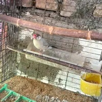 فنچ نرگسی شکلاتی با برزیلی|پرنده|قزوین, |دیوار