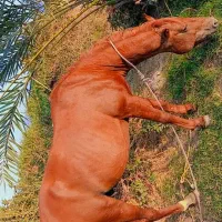 اسب|اسب و تجهیزات اسب‌سواری|فاریاب, |دیوار