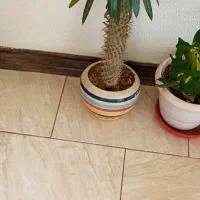 سه عدد کاکتوس و یک عدد گل