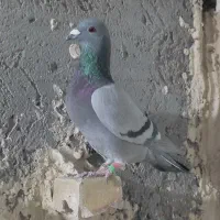 کفتر بوم هفرنگ سبز پلاکی|پرنده|مشهد, کوشش|دیوار
