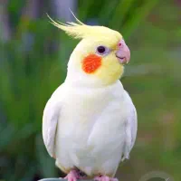 عروس هلندی لوتییونو مشابهه همین عکسه
