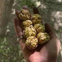 راز افزایش 30% تناژ گردو در کنگاور بزن روش